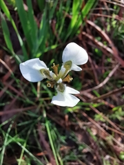 Moraea tricuspidata