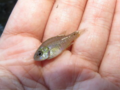Lepomis macrochirus