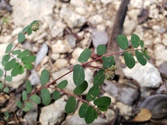 Euphorbia berteroana