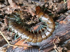 Cormocephalus esulcatus