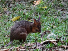 Thylogale stigmatica