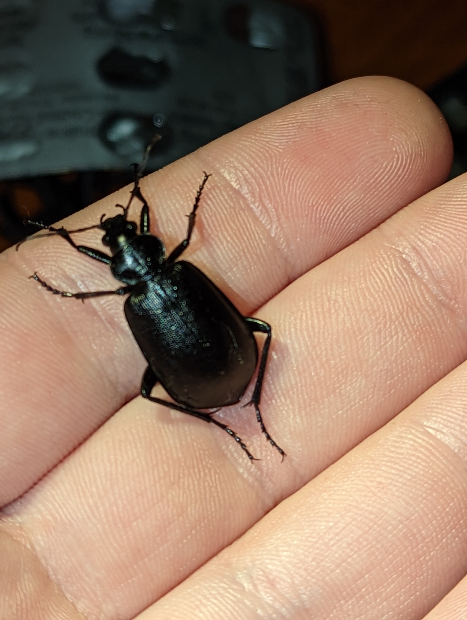 Calosoma olivieri