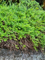 Phyllanthus myrtifolius