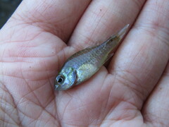 Lepomis macrochirus