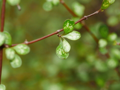 Coprosma rigida