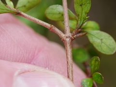 Coprosma rigida
