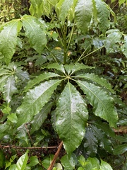 Schefflera digitata
