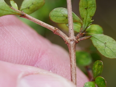 Coprosma rigida