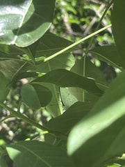 Eirmocides absimilis
