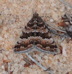 Dichromodes mesozona