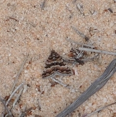 Dichromodes mesozona