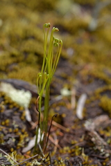 Schizaea bifida