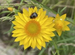 Ellipsidion australe