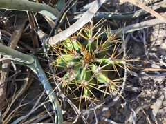 Astrophytum ornatum
