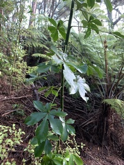 Pseudopanax lessonii