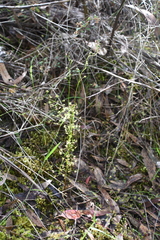 Drosera auriculata