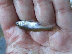 Cyprinella lutrensis