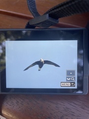 Hirundapus caudacutus