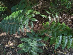 Cyatheales