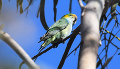 Parvipsitta porphyrocephala