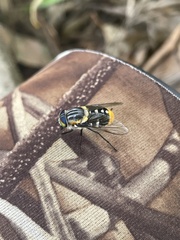 Scaptia auriflua