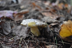 Tricholoma sejunctum