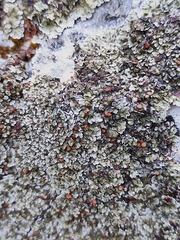 Squamarina cartilaginea