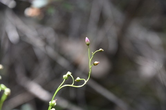 Drosera auriculata