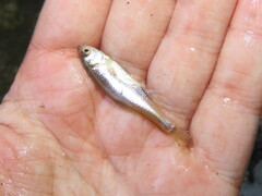 Cyprinella lutrensis