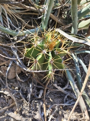 Astrophytum ornatum