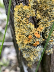 Teloschistes chrysophthalmus