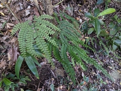 Adiantum formosum