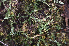 Asplenium flabellifolium