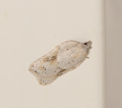 Acleris logiana