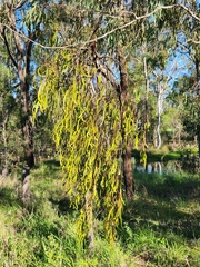 Amyema miquelii