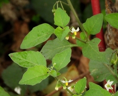 Solanum nigrum