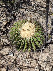 Echinocactus platyacanthus