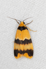 Stenoscaptia venusta