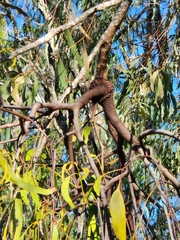 Amyema miquelii