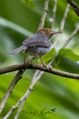 Orthotomus ruficeps