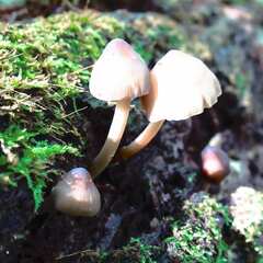 Mycena haematopus