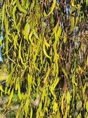 Amyema miquelii