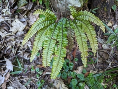 Adiantum hispidulum