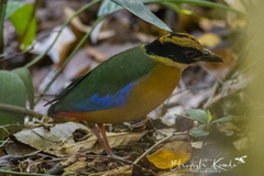 Pitta moluccensis