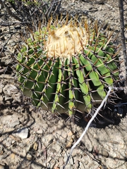 Echinocactus platyacanthus