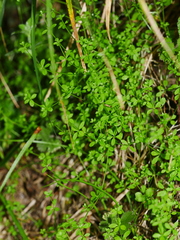 Galium propinquum