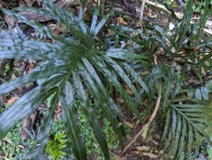 Pteris umbrosa