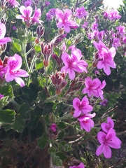 Pelargonium cucullatum