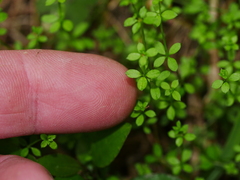 Galium propinquum
