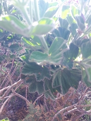 Pelargonium cucullatum